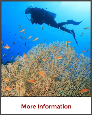 Multi day discount scuba diving packages bundling Cancun reefs MUSA and cenotes