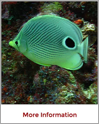 Small group local reef diving charters for certified scuba divers in Cancun