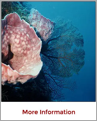 Drift diving day trips along the famous deep walls of Cozumel
