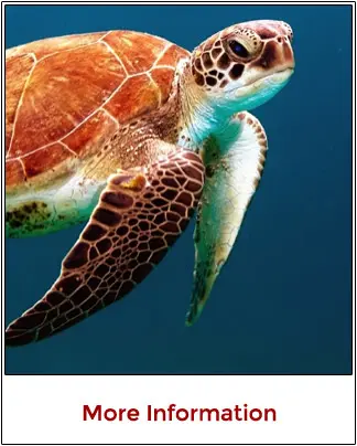 Secure online reservation page to book Cancun scuba diving tours and packages