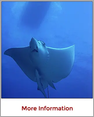 Private scuba diving charters and customized VIP boat tours in Cancun for families and groups