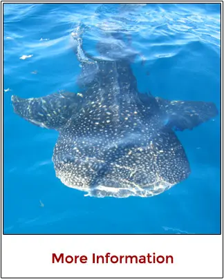 Seasonal summer whale shark swim and snorkel excursions from Cancun Mexico